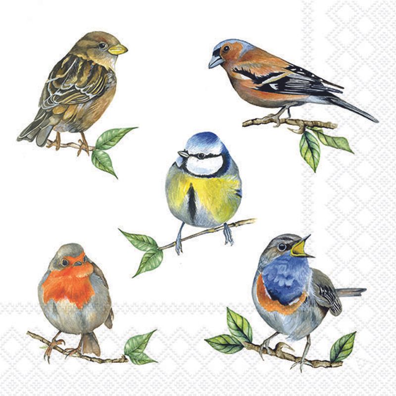 Especies de aves BLANCAS - Servilleta