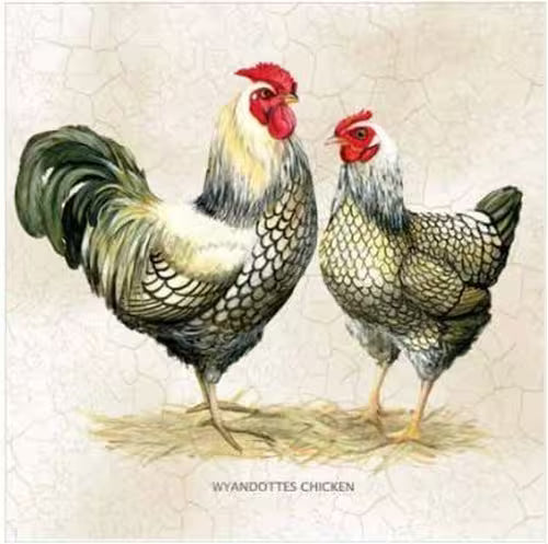 Rooster and chicken on cream background