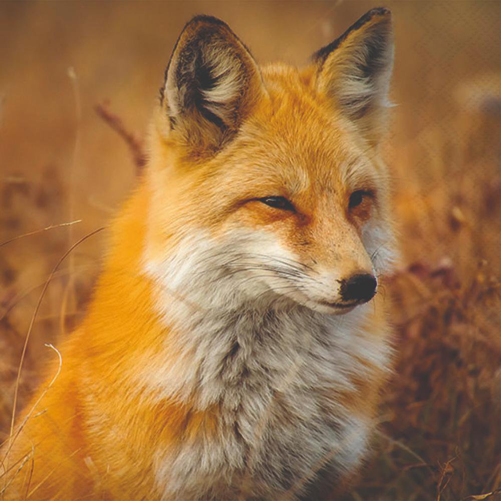 Red fox in a natural setting with blurred background