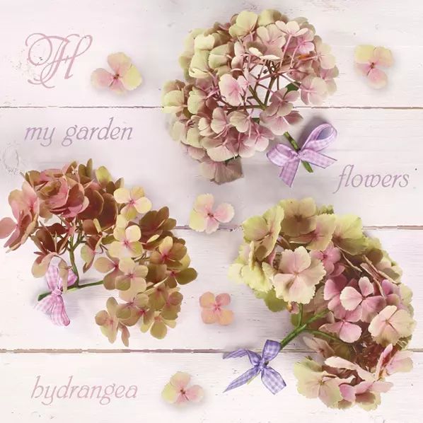 Fleurs d'hortensia - Serviette