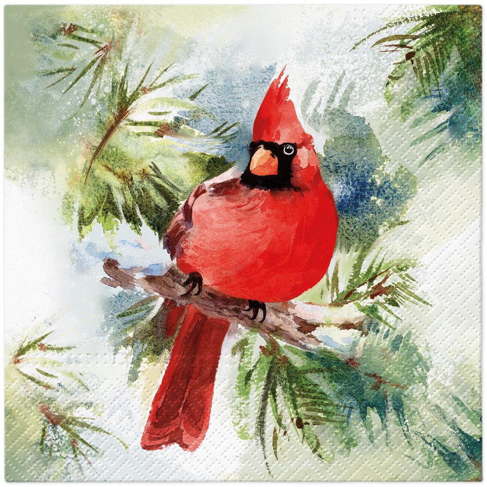 Red cardinal on a pine tree branch.