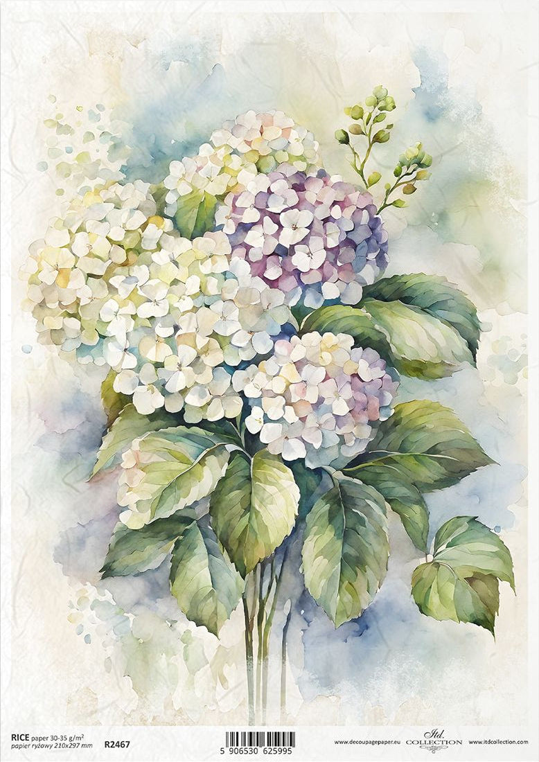 Watercolor painting of hydrangeas with green leaves on a light background