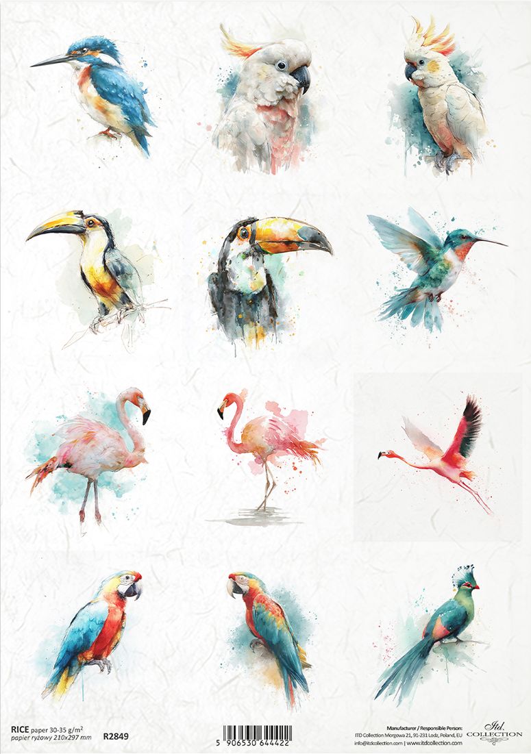Illustrations of various tropical birds on a white background