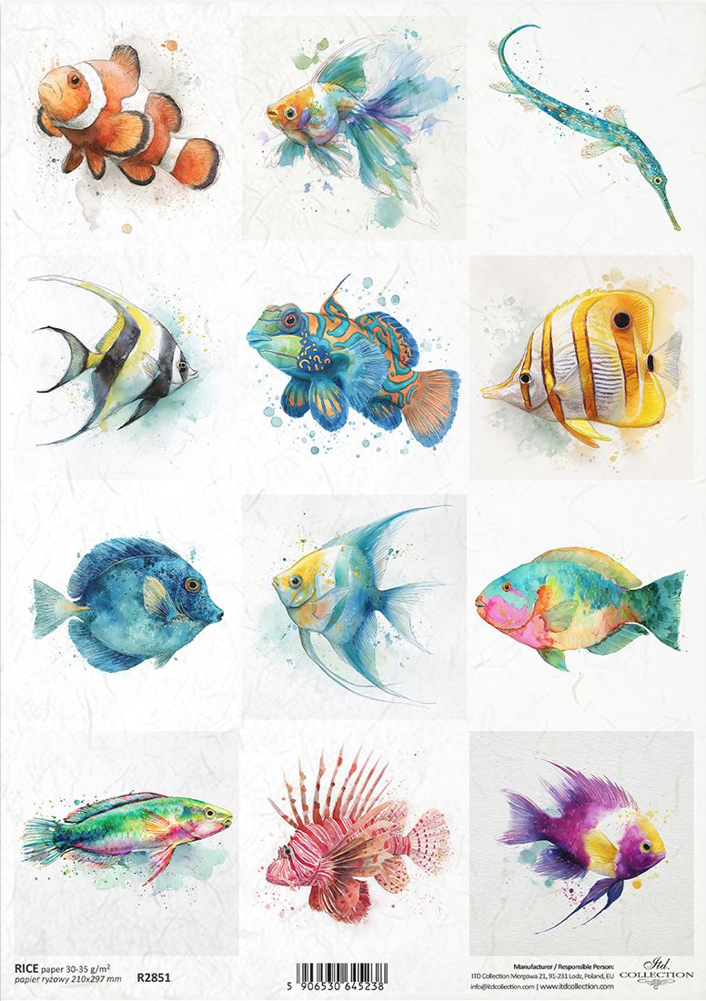 Colourful illustration of various fish on a white background