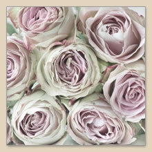 Roses All Over - Napkin