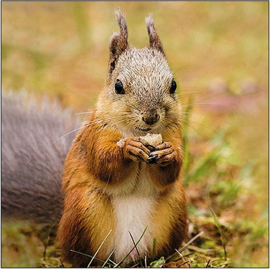 Squirrel - Napkin