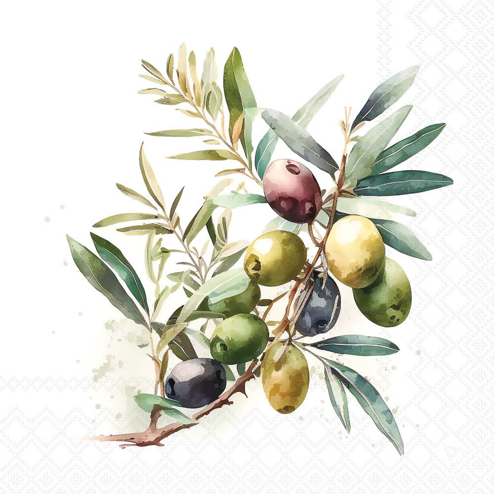 Illustration of an olive branch with green and black olives on a white background