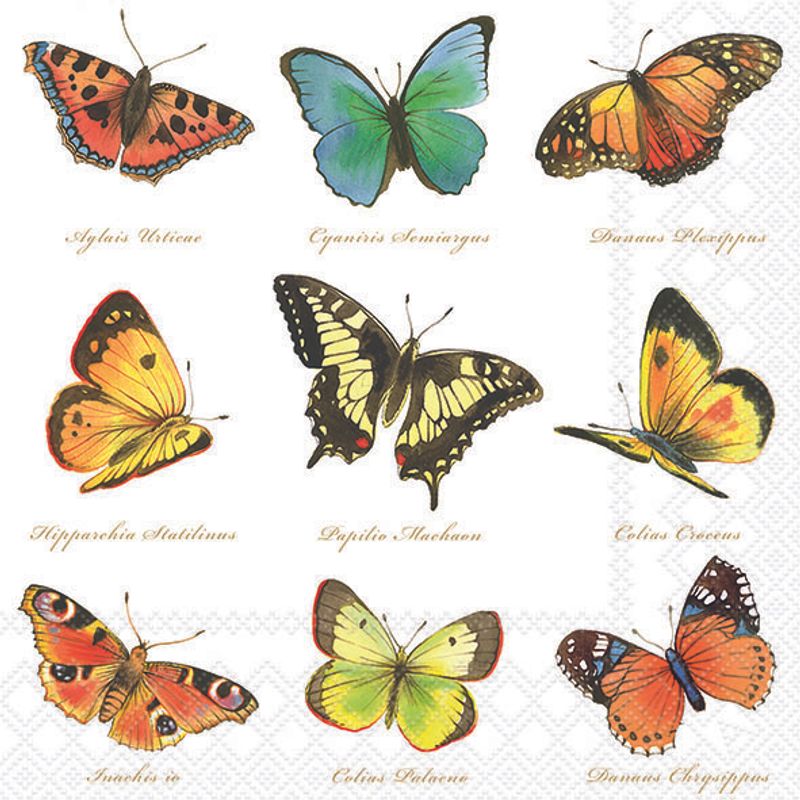 Collection of Butterflies - Napkin