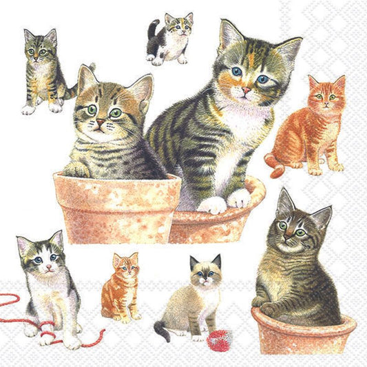 Cute Kittens - Napkin