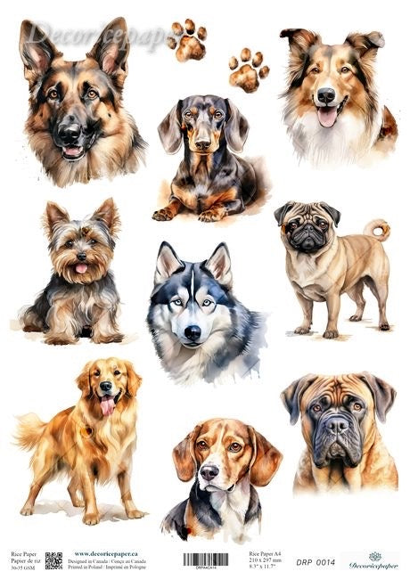 Collection of various dog breeds on a white background