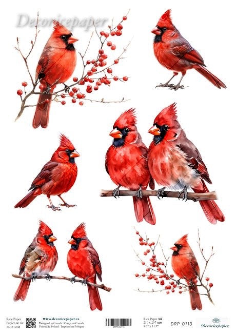 Red cardinals on branches with berries on a white background