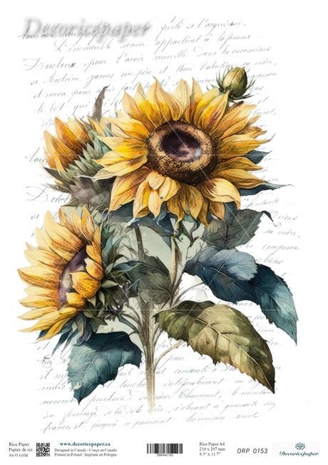 Sunflower watercolour illustration on a white sheet with faint cursive writing background. The artwork shows two sunflowers with yellow petals, dark brown centers, and green leaves.