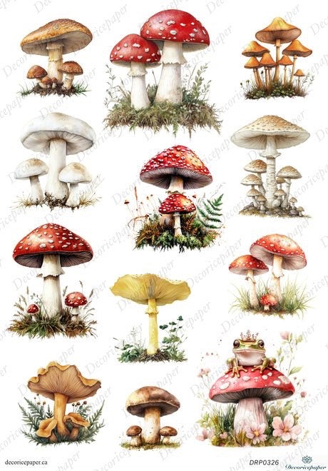 DRP326 - Forest Mushrooms - Rice Paper A4