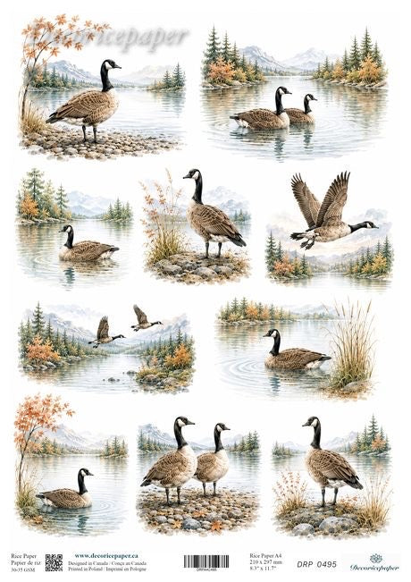 A sheet of craft paper featuring multiple illustrated scenes of Canada geese in a lake with mountains and trees in the background.