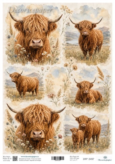 A sheet of decorative paper featuring multiple watercolour-style illustrations of Highland cows in a grassy field.