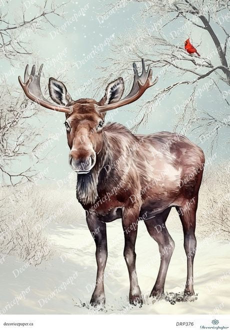 Moose in a snowy landscape with a cardinal on a branch