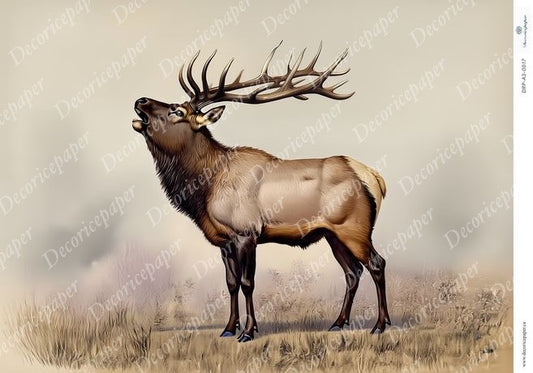 Bugling elk standing in a natural landscape