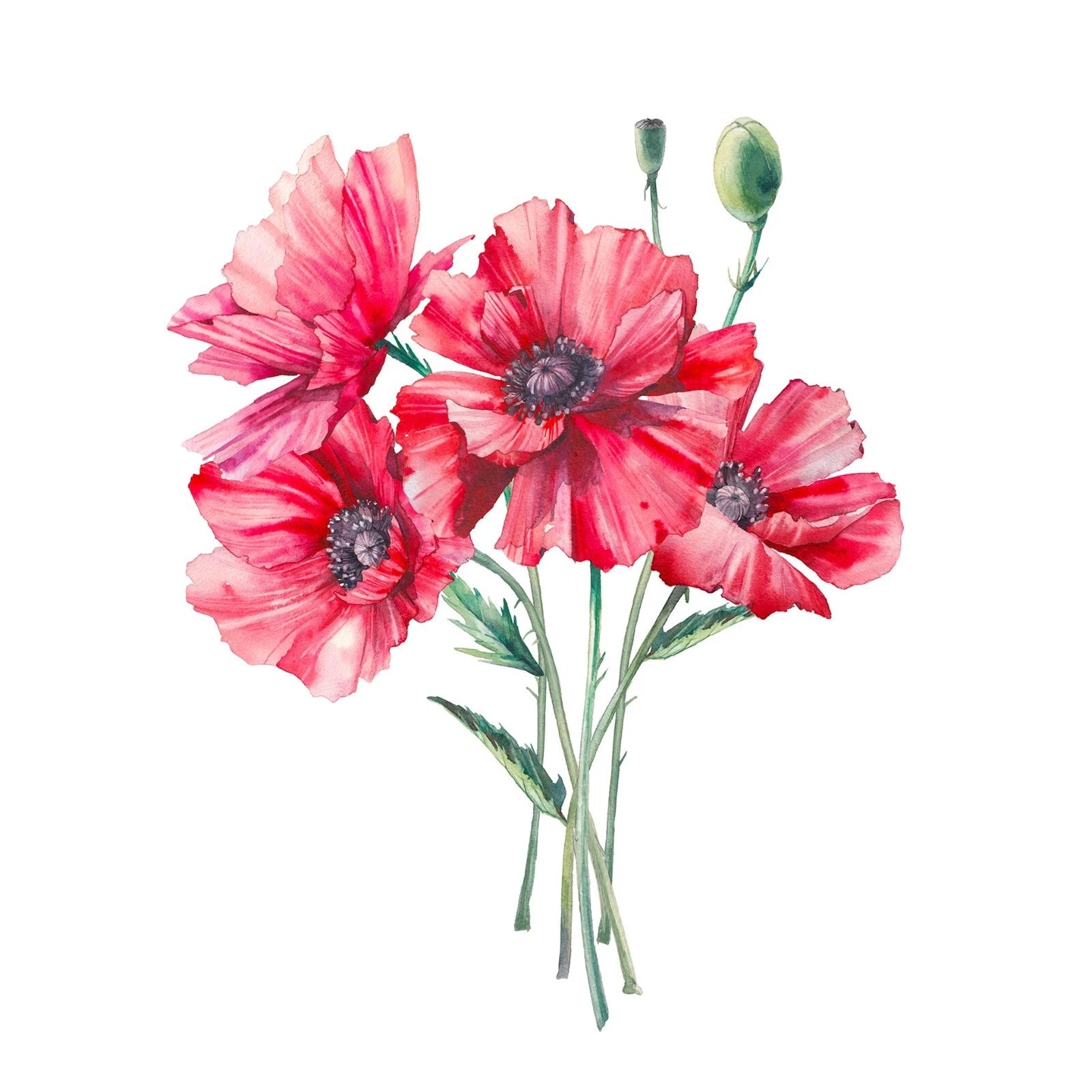 Illustration of red flowers with green stems on a white background