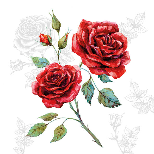Two red roses with green leaves on a white background