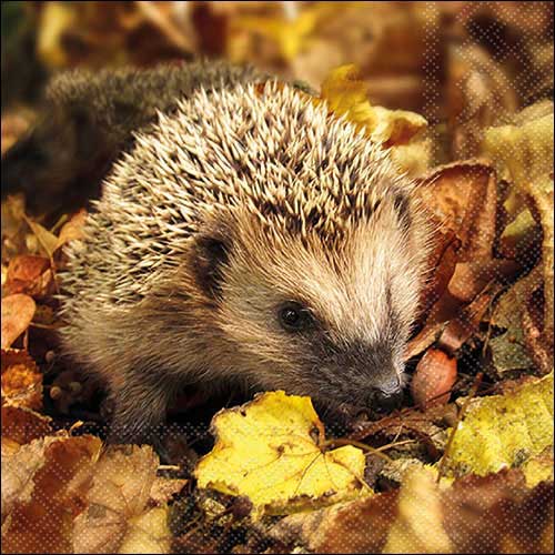 Hedgehog In The Wild - Napkin