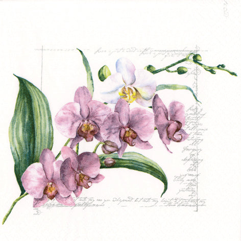 Illustration of pink and white orchids with green leaves on a white background