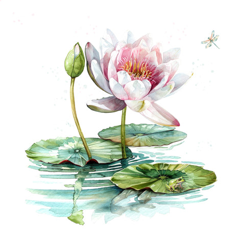 Illustration of a pink water lily with green leaves on a white background