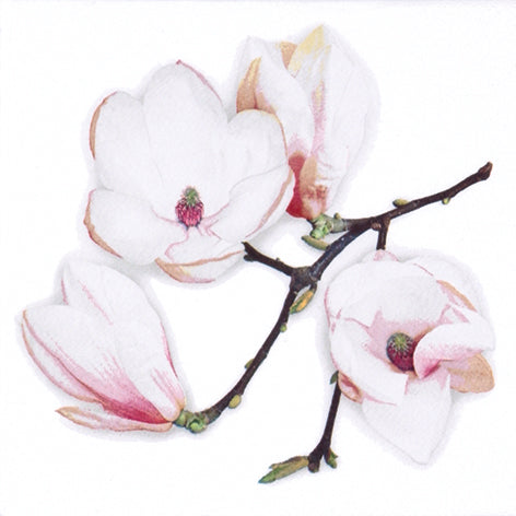 Close-up of a branch with pink and white magnolia flowers on a white background
