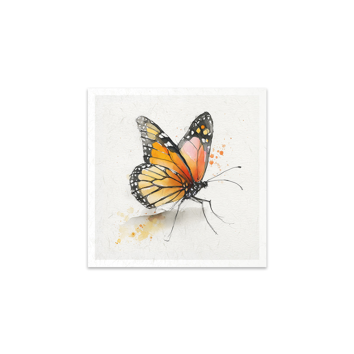 Butterfly illustration on a white background