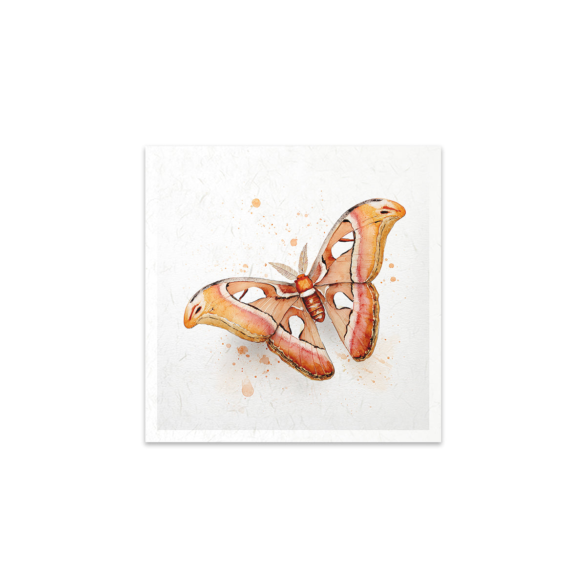 Watercolour illustration of a butterfly on a white background