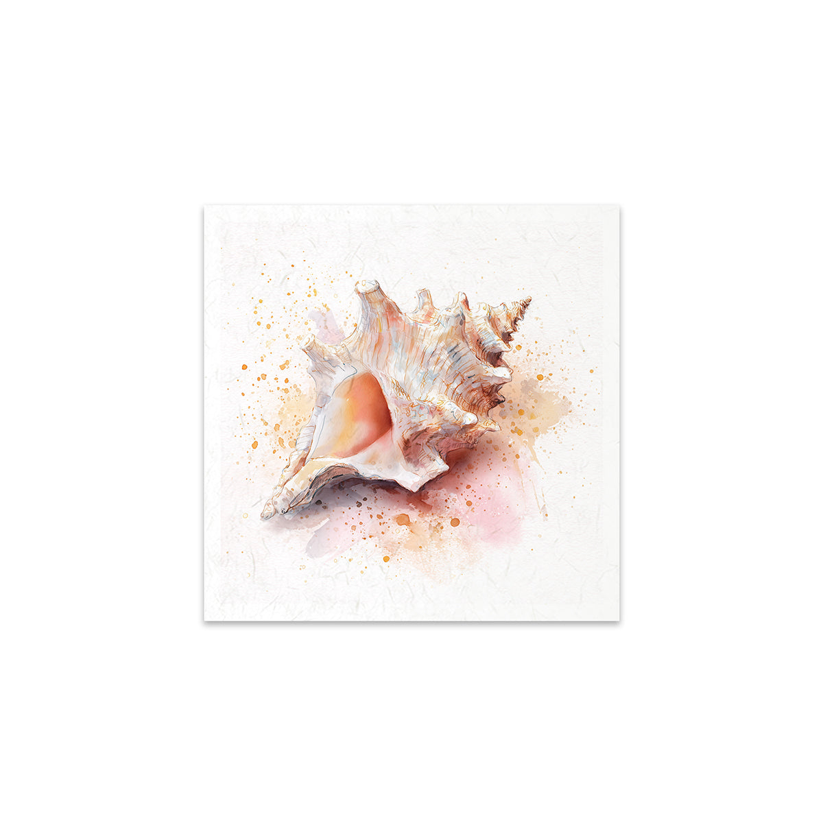Seashell on a white background
