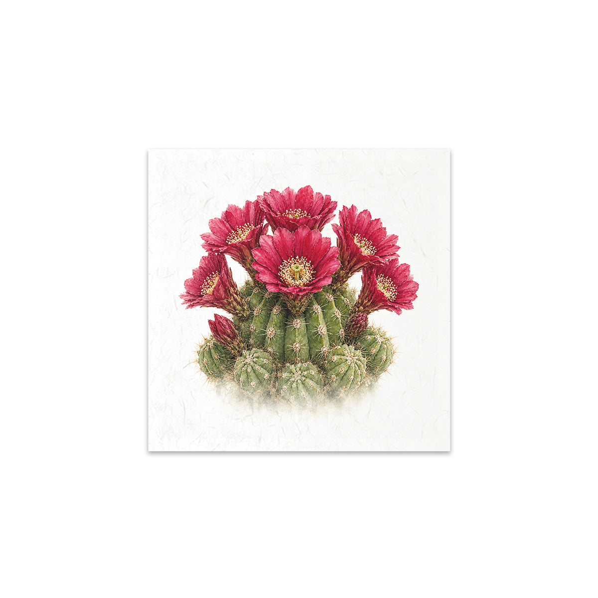 A square art print featuring a detailed botanical illustration of a green cactus with vibrant magenta-pink flowers.