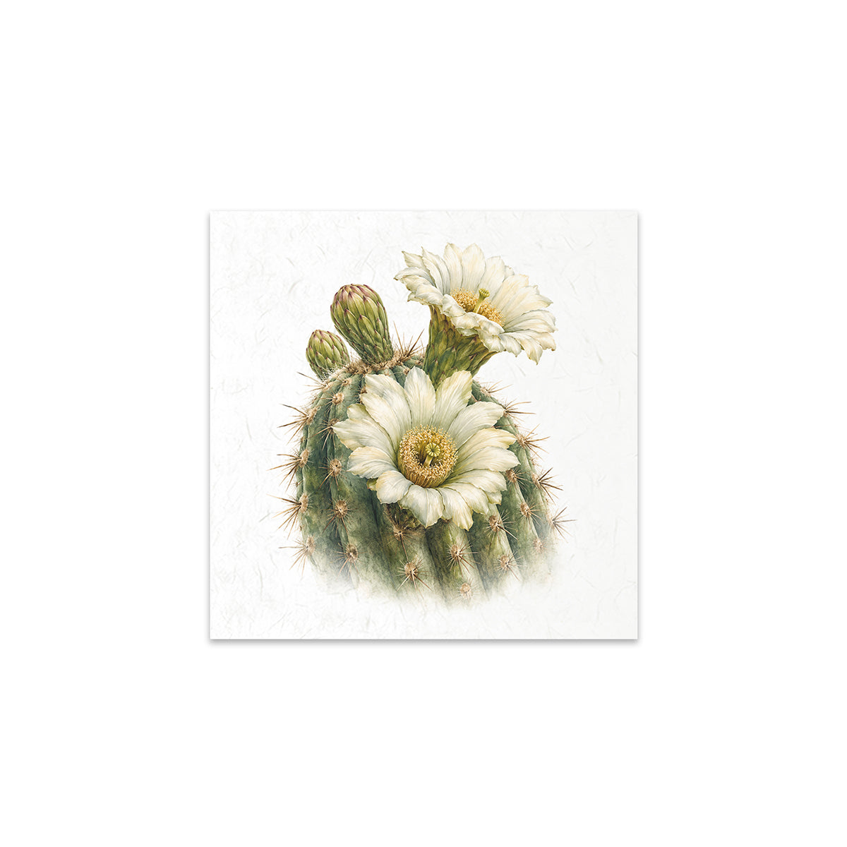 A square art print featuring a botanical illustration of a green cactus with two white flowers and yellow centers, displayed against a clean white background.