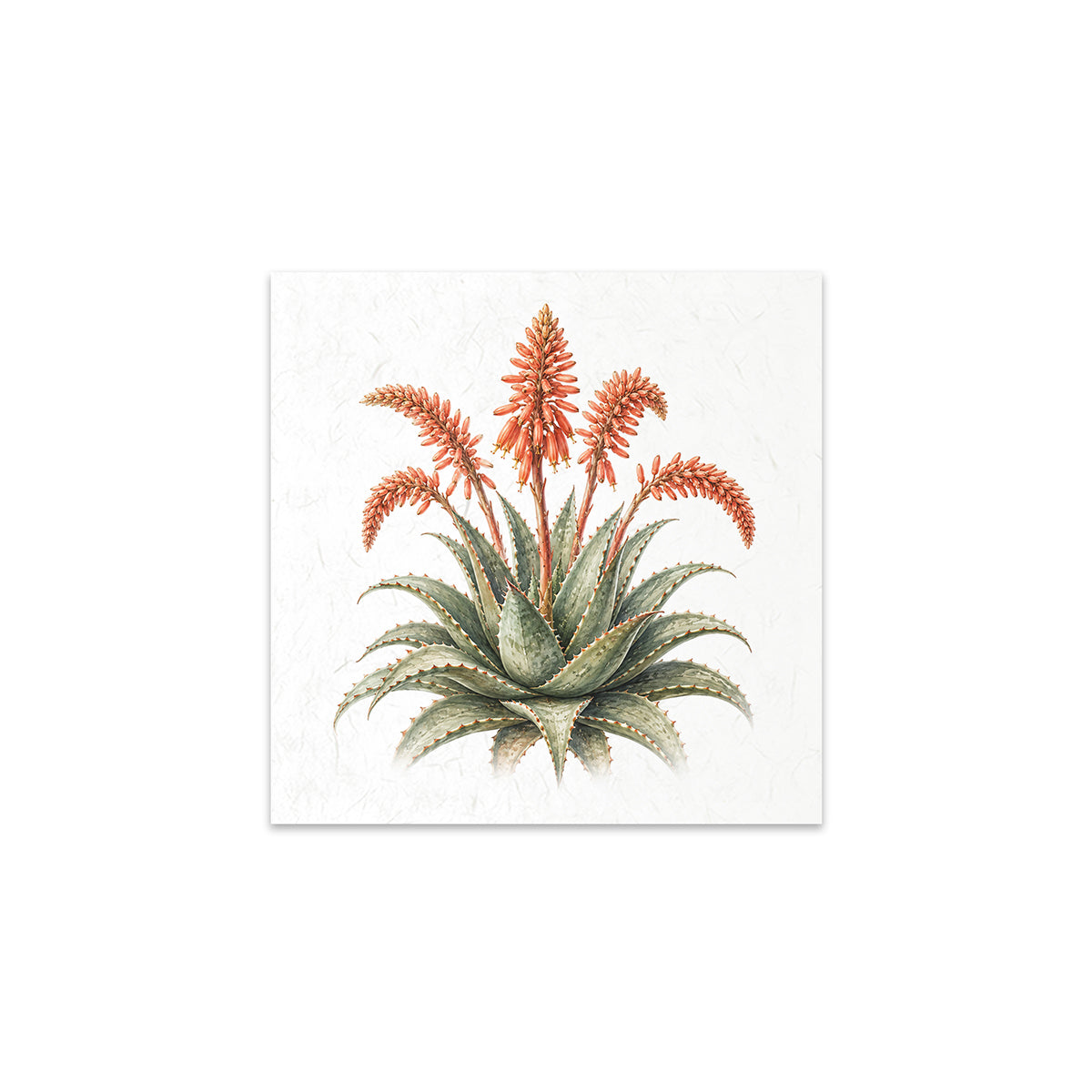 A square canvas art print featuring a vintage botanical illustration of an aloe vera plant with orange-red flowers, displayed against a solid white background.