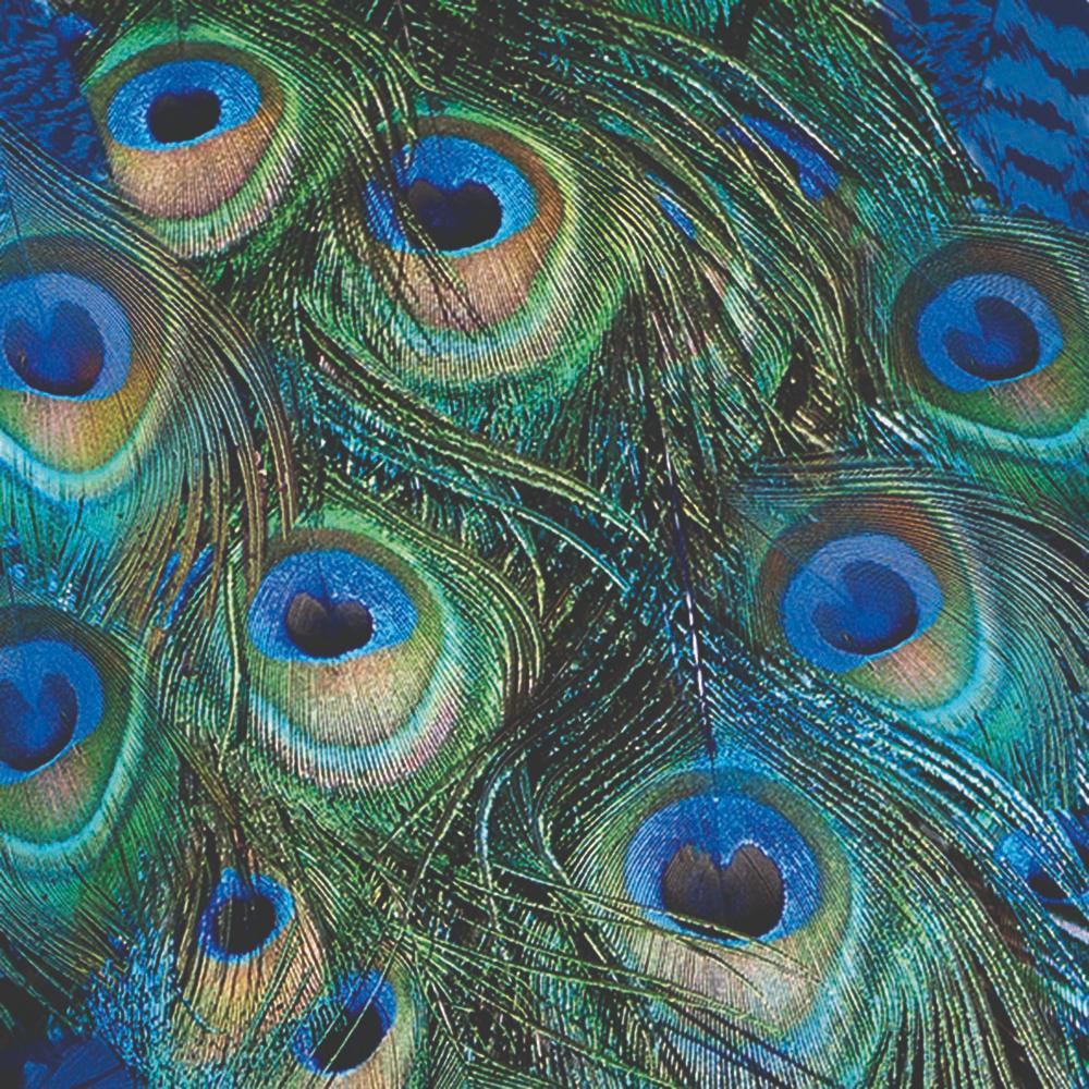 Peacock Feathers - Lunch Napkin