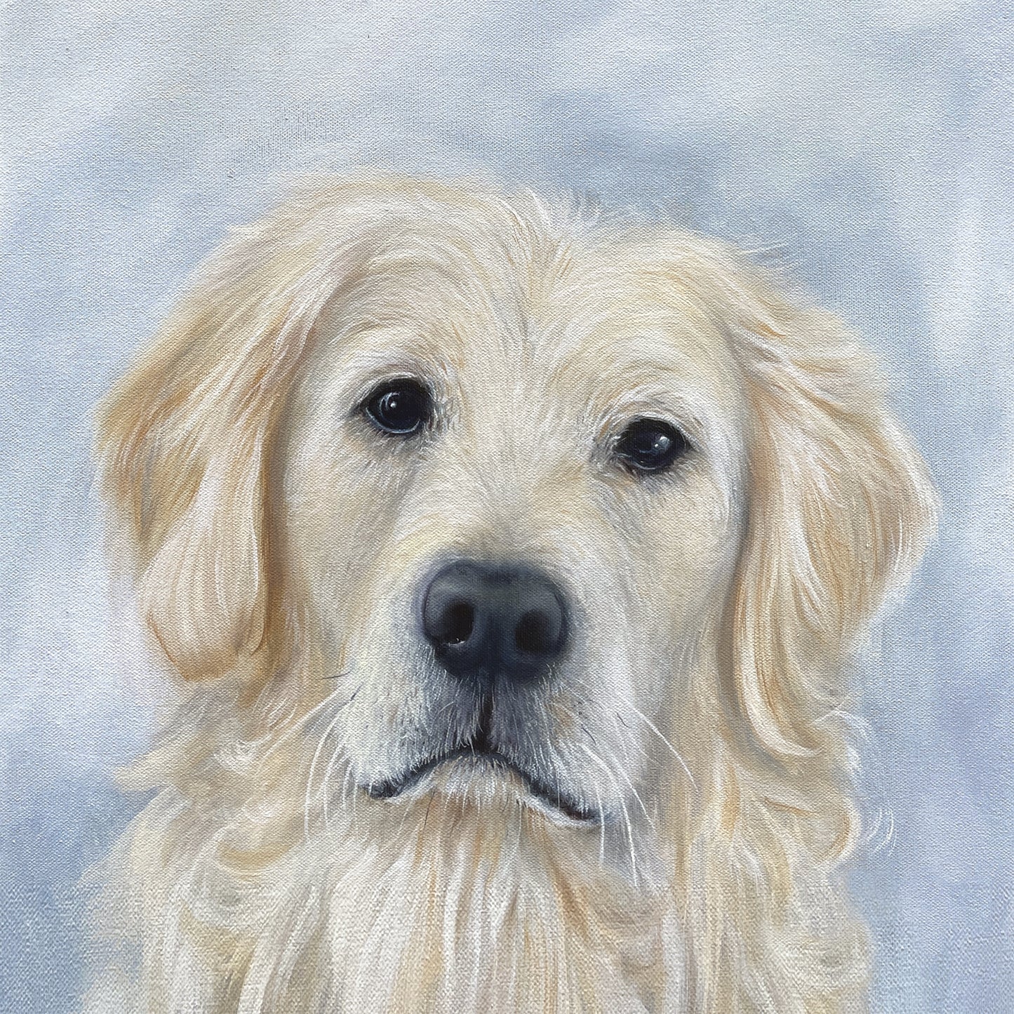 A golden retriever's face on a textured blue background