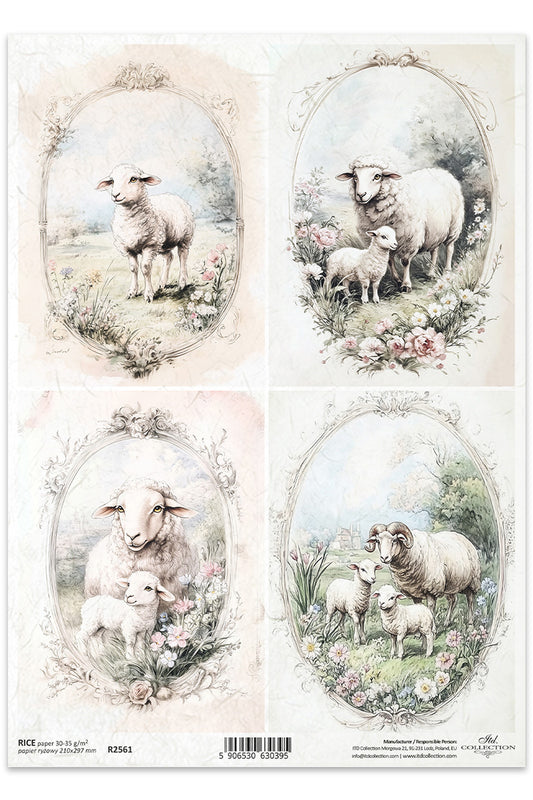 R2561 - Farm Sheep and Lambs Rice Paper A4