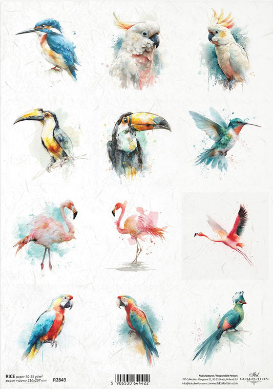 Illustrations of various tropical birds on a white background