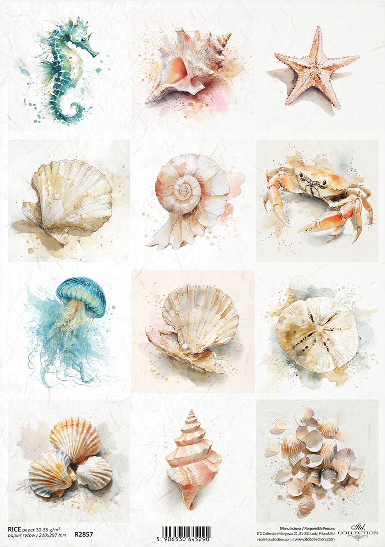Collection of sea-themed illustrations including seahorses, shells, starfish, and crabs on a white background.