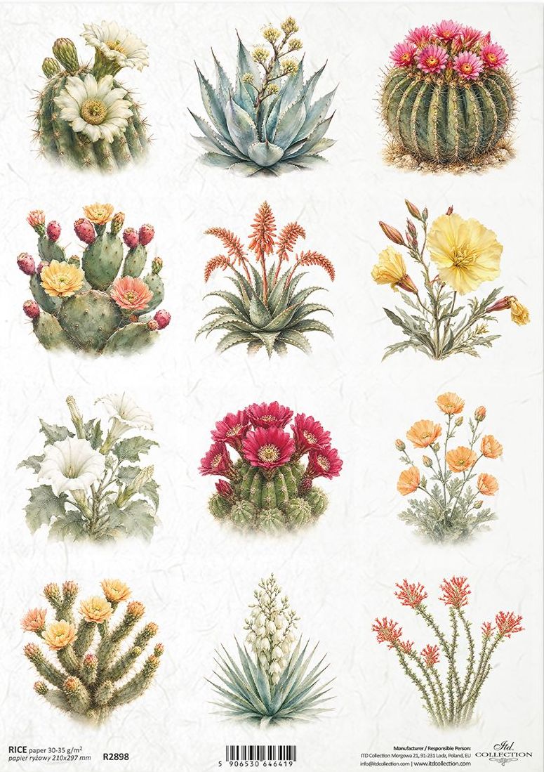A sheet of vintage-style botanical paper featuring various illustrated cacti and succulents with colourful flowers, arranged on a white background.