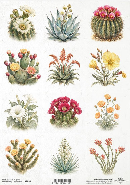 A sheet of vintage-style botanical paper featuring various illustrated cacti and succulents with colourful flowers, arranged on a white background.